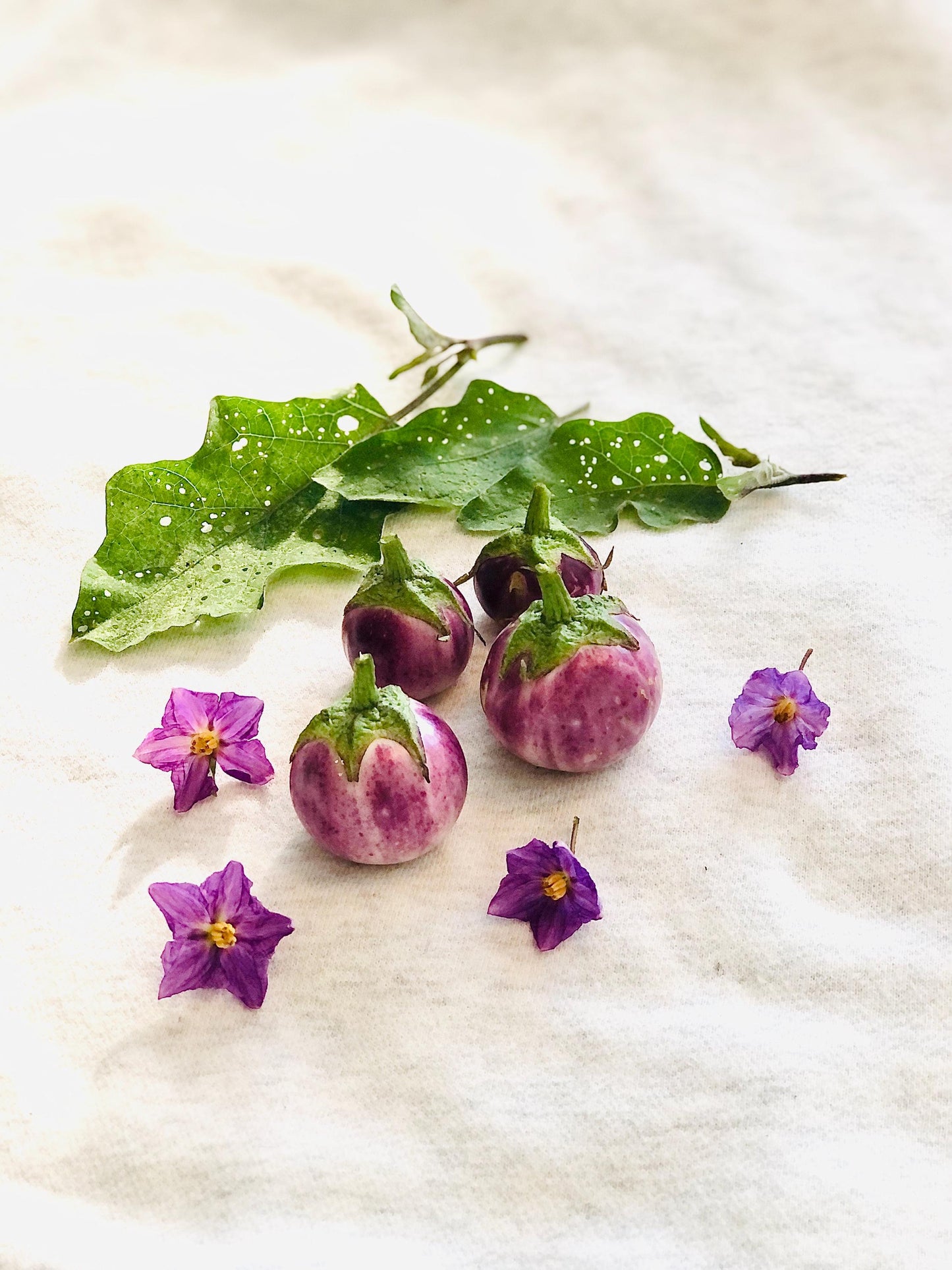 Thai Lavender Frog Egg - Eggplant Seeds