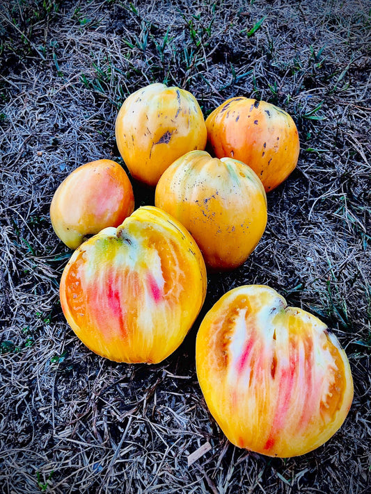 Tulip Heart - Tomato Seeds