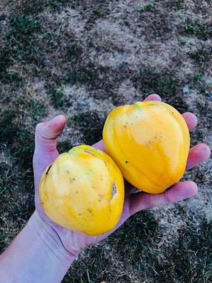 Tulip Heart - Tomato Seeds