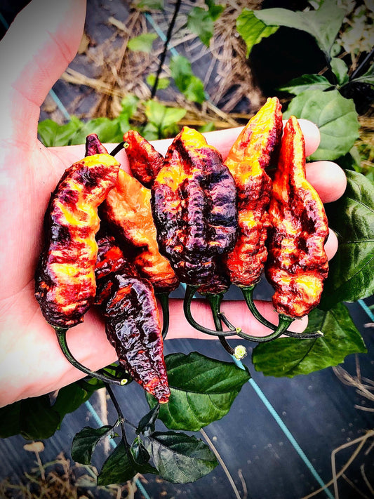 Hallows Eve - Pepper Seeds