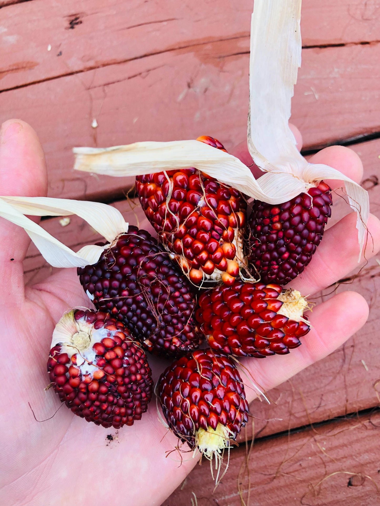 Strawberry - Corn Seeds