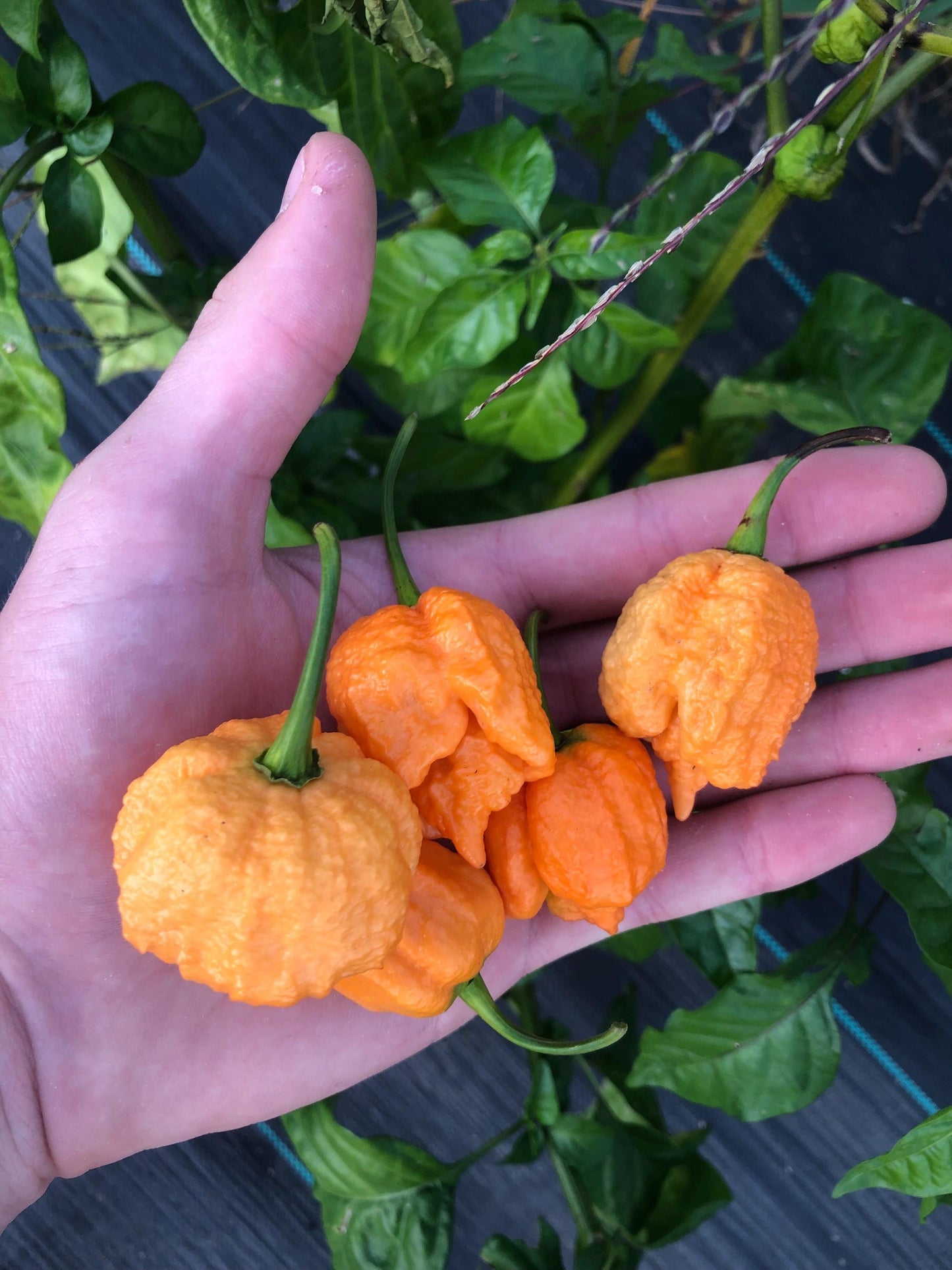 7 Pot Skin Peach - Pepper Seeds