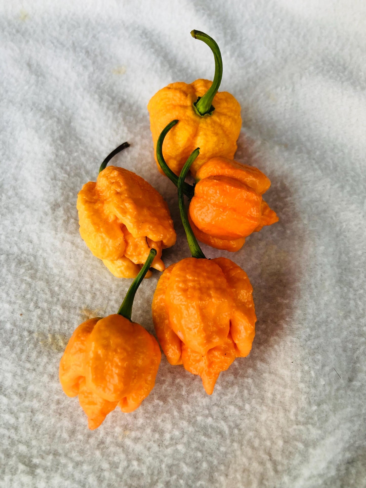 7 Pot Skin Peach - Pepper Seeds