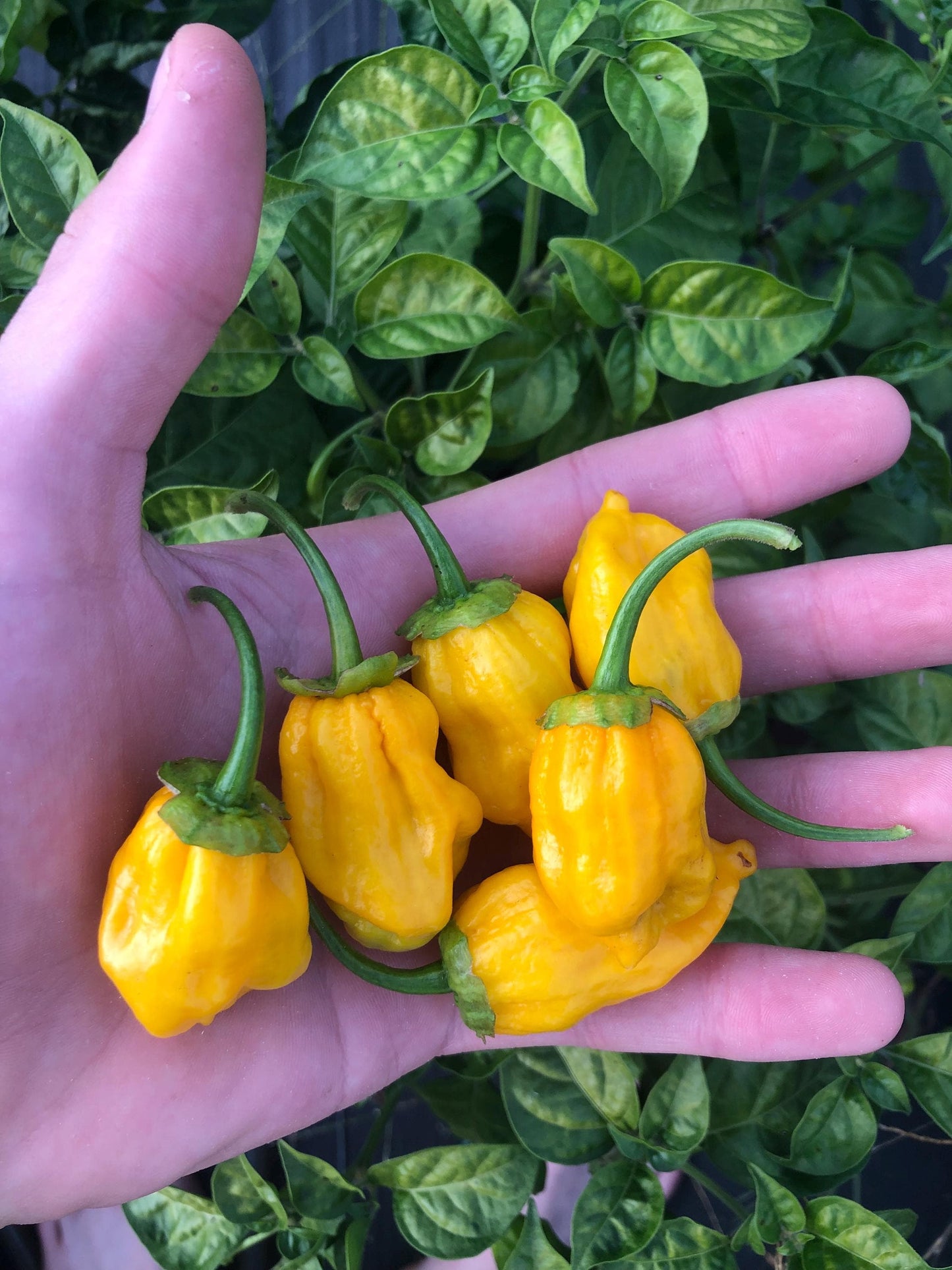 7 Pot Golden BBG - Pepper Seeds