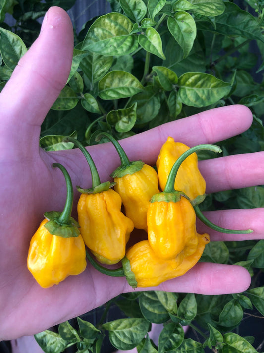 7 Pot Golden BBG - Pepper Seeds