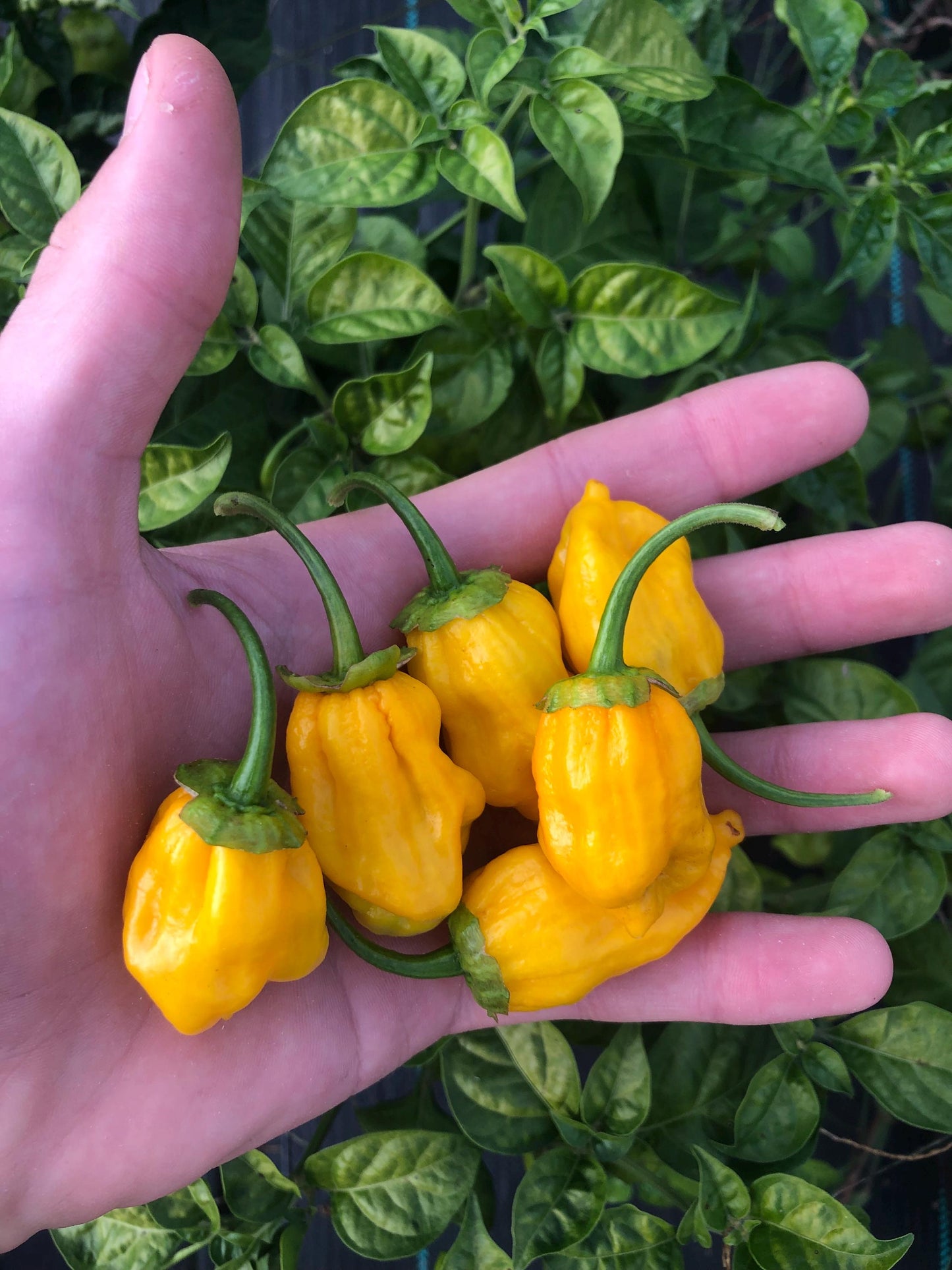 7 Pot Golden BBG - Pepper Seeds