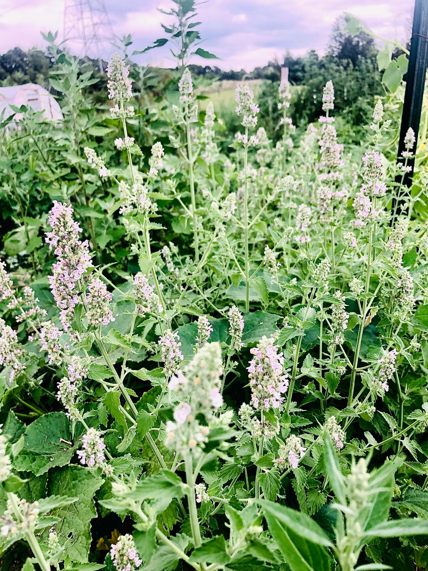 Catnip - Mint Seeds