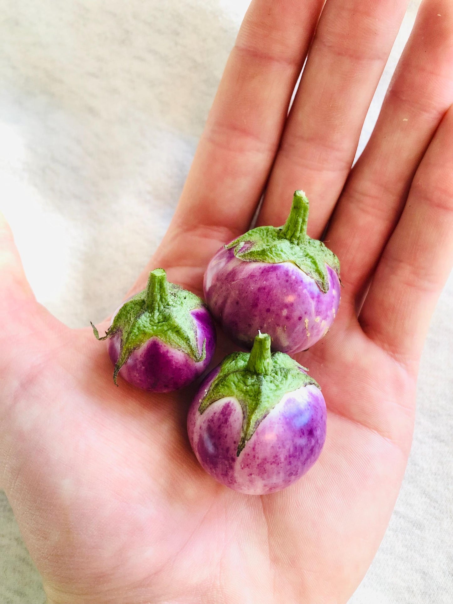 Thai Lavender Frog Egg - Eggplant Seeds