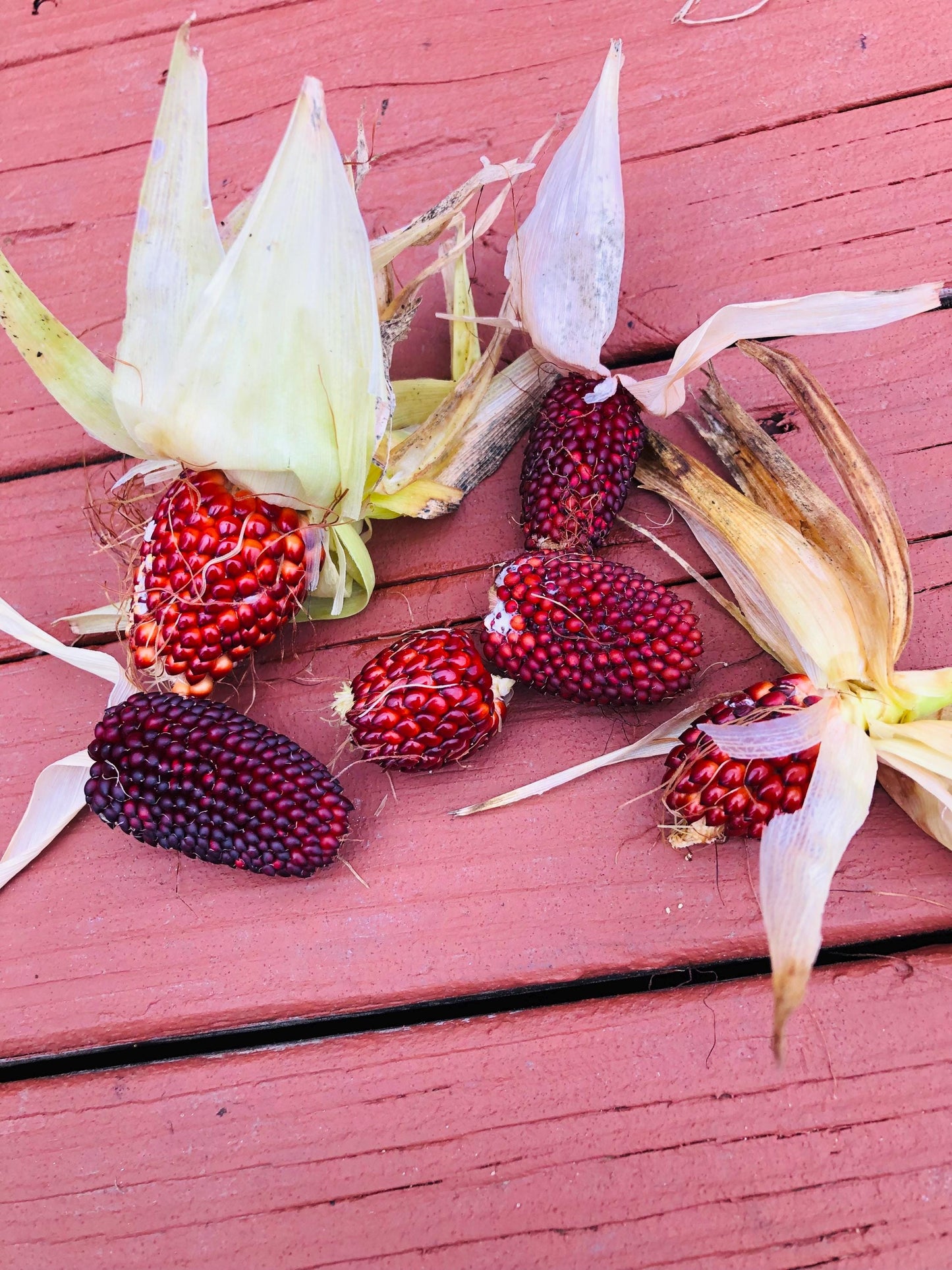 Strawberry - Corn Seeds