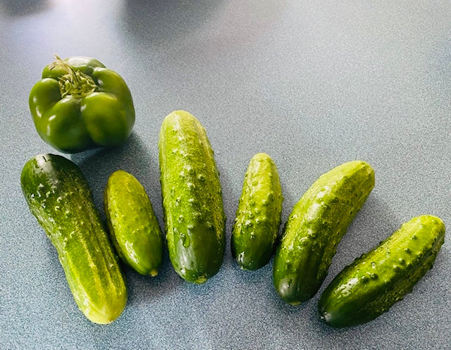 Cucumber - Boston Pickling