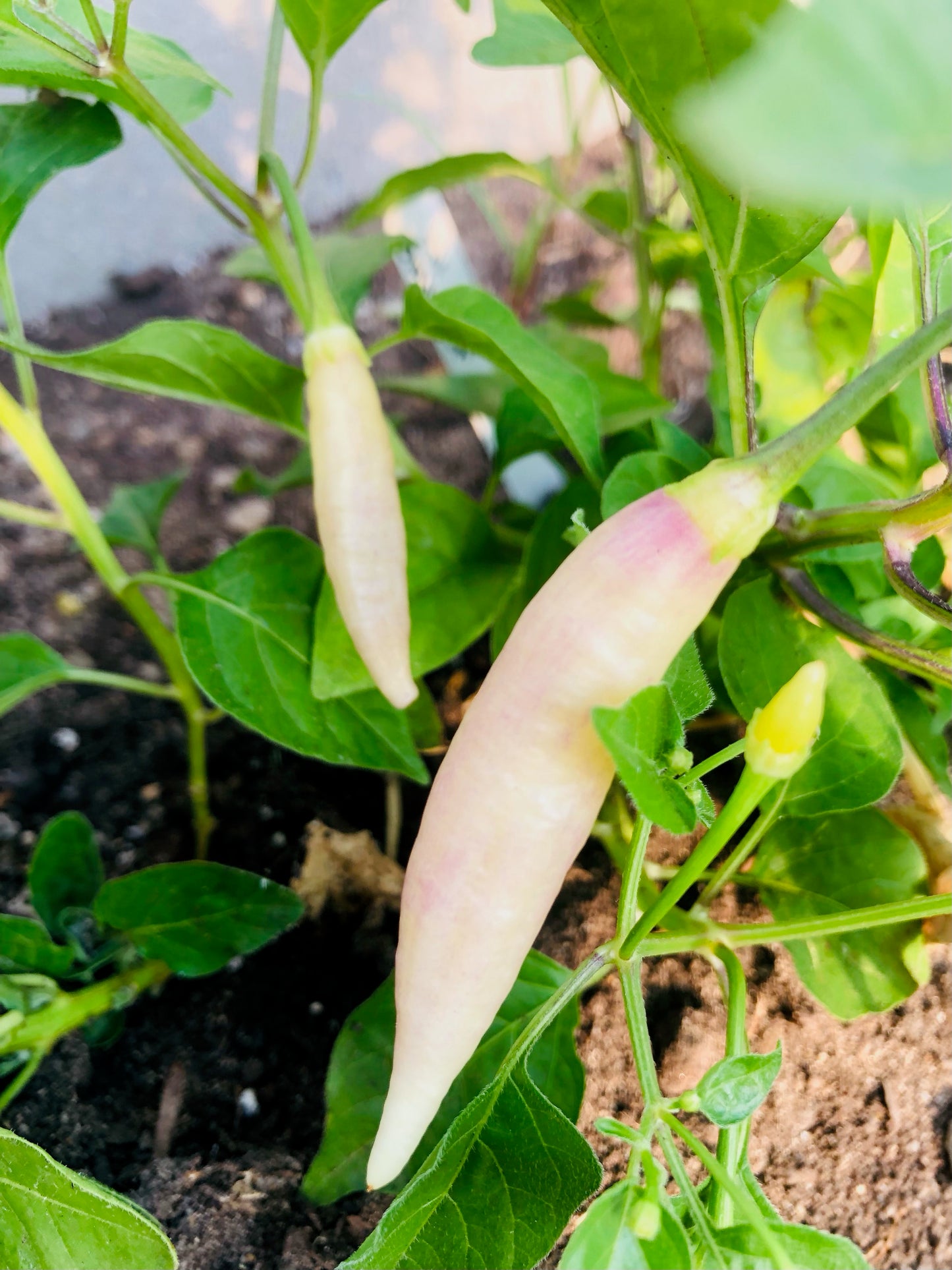 Pepper - Aji Omnicolor