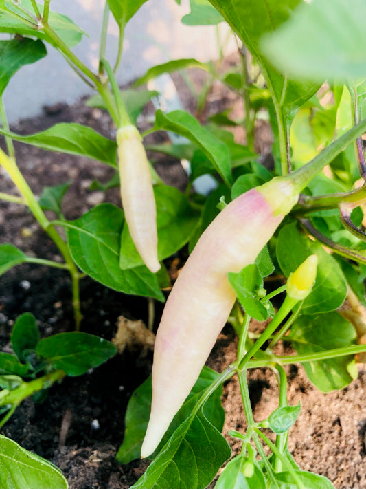 Pepper - Aji Omnicolor