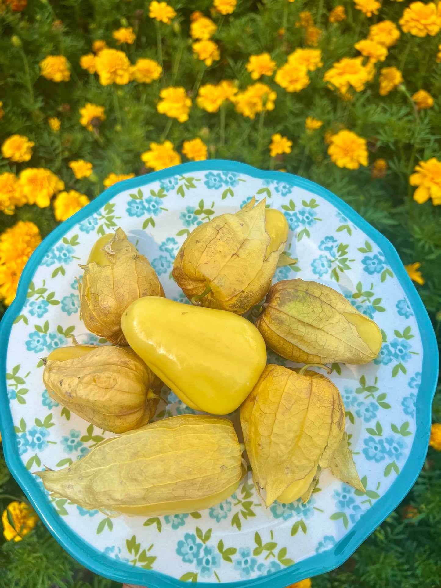 Tomatillo - Chupon De Malinalco