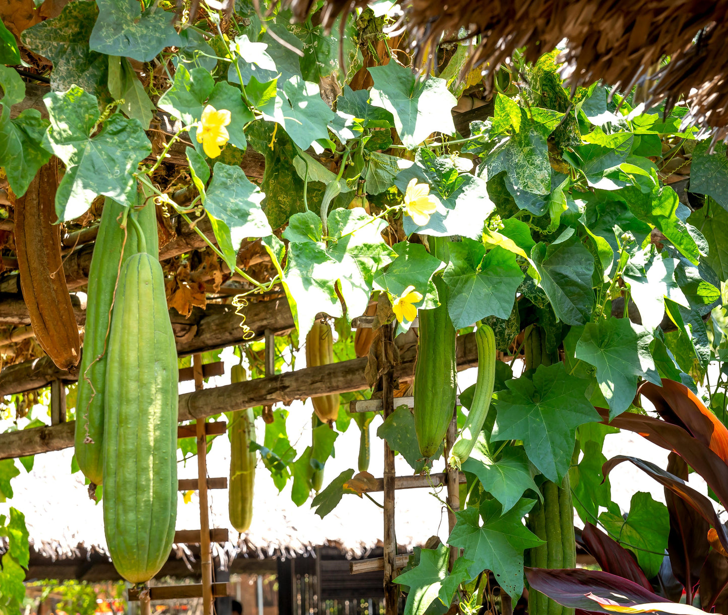 Luffa - Gourd Seeds