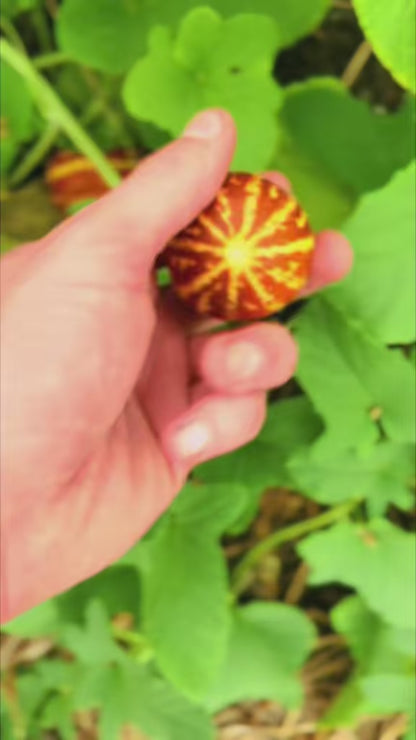 Melon - Rich Sweetness 132