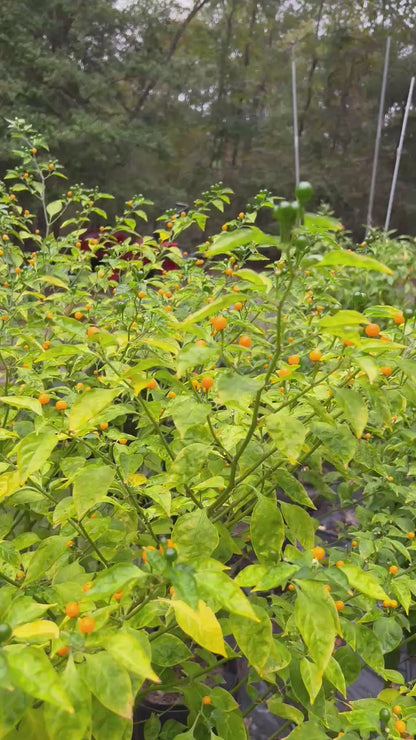Pepper - Aji Charapita