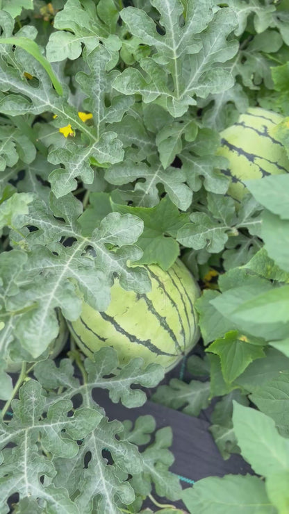 Watermelon - Silver Yamato