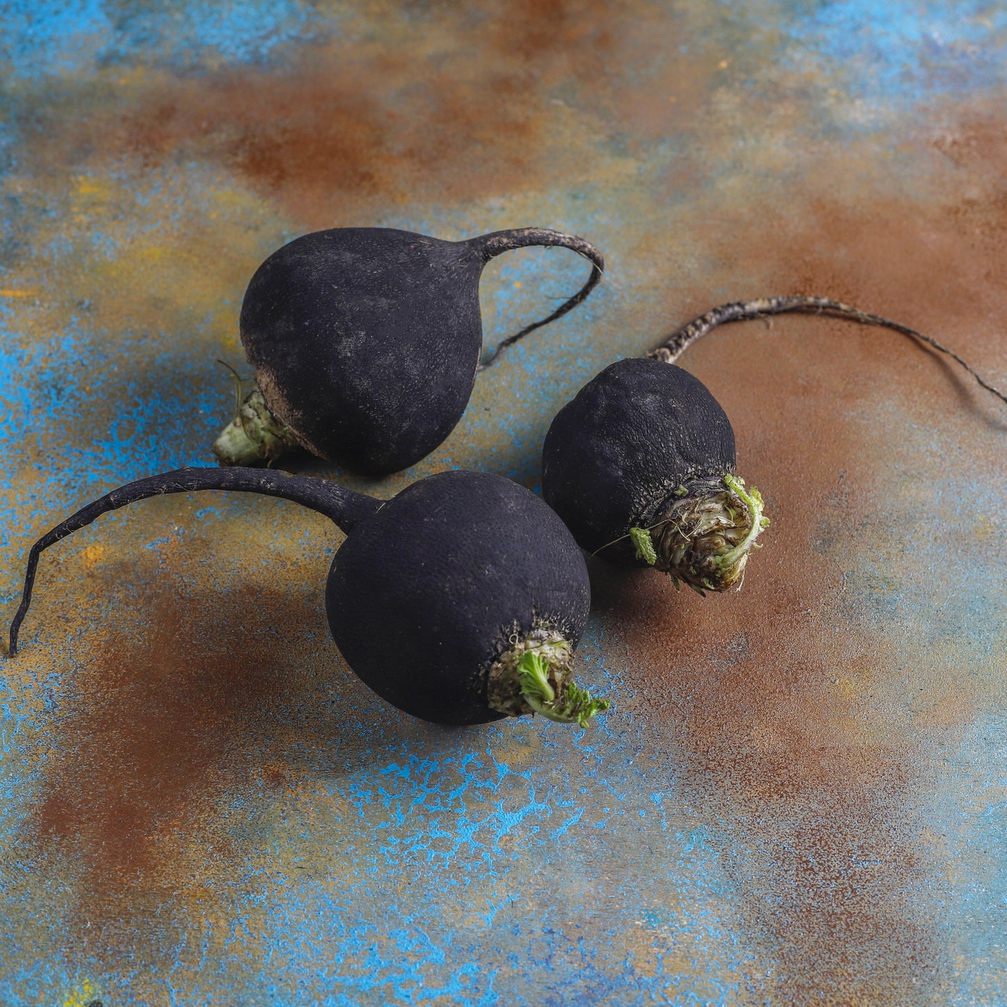 Radish - Black Spanish